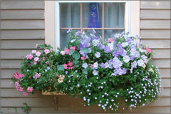 Flower box by Pat Zumstein. First Place, Boxes in Bloom.